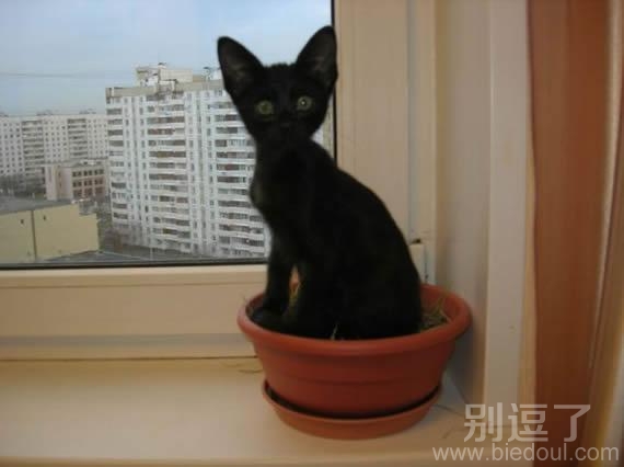 种一盆猫,不知道开不开花 种一盆猫,不知道开不开花