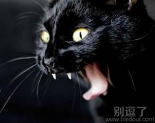 凶悍的猫咪，这是豹子吧