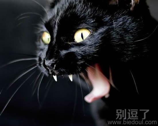 凶悍的猫咪，这是豹子吧