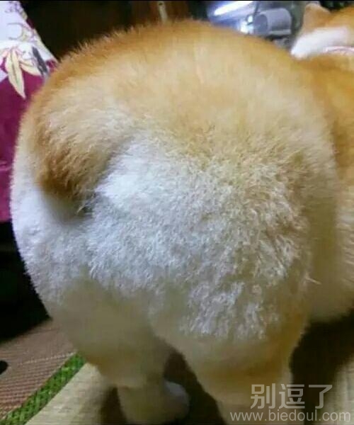 好可爱的小屁屁呀