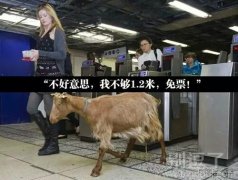 我没有超过一米二呢 我没有超过一米二呢