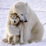 对不起，你好像认错熊了