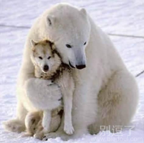 对不起,你好像认错熊了 对不起,你好像认错熊了