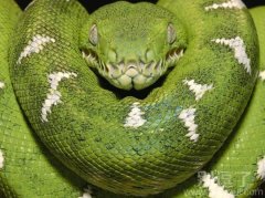 惊奇,绿色动物 惊奇,绿色动物