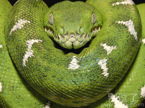 惊奇,绿色动物 惊奇,绿色动物