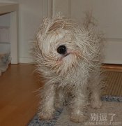 拖把狗狗，好脏呀