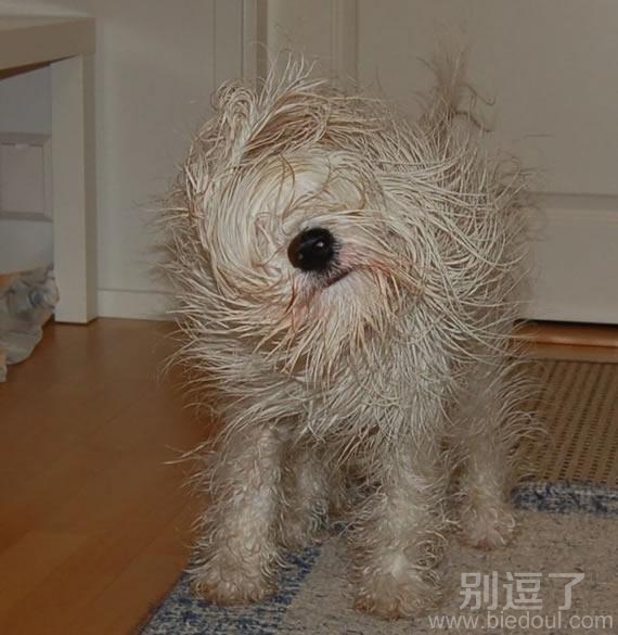 拖把狗狗，好脏呀