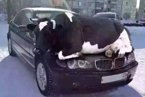 宝马车的车主该疯了。。。。 宝马车的车主该疯了。。。。