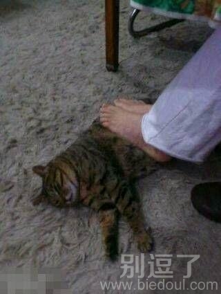 老子的花你也敢抢活腻歪了 老子的花你也敢抢活腻歪了