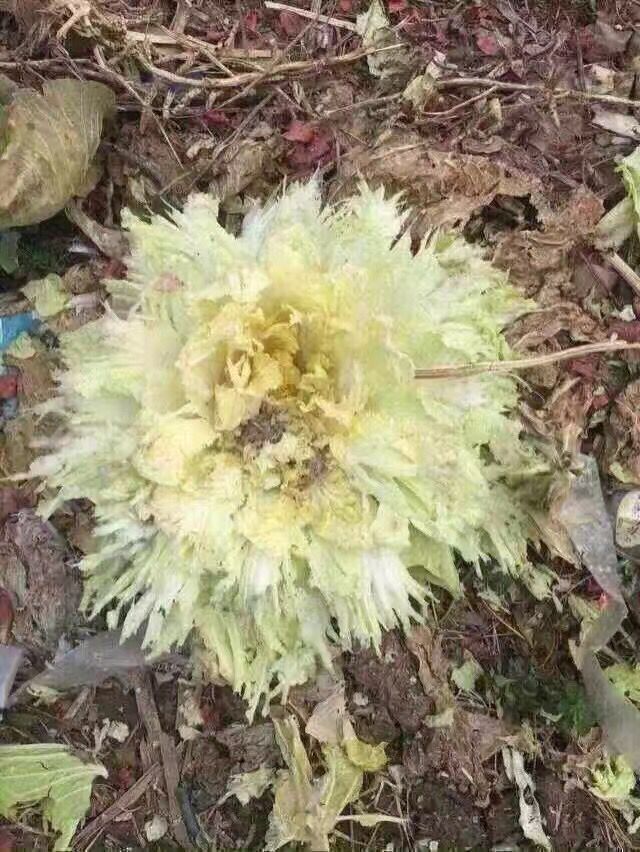 情人节自己炸的白菜花 情人节自己炸的白菜花