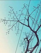 这棵树 好神奇呀