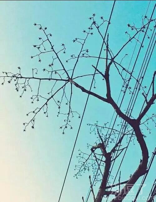 这棵树 好神奇呀 这棵树 好神奇呀