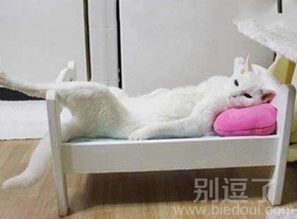 我是怎样赢得主人的喜爱的 我是怎样赢得主人的喜爱的