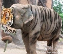 我可比老虎厉害，干嘛给我戴这个