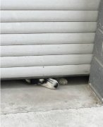 从门缝看东西的狗狗。。
