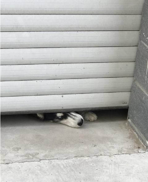 从门缝看东西的狗狗。。 从门缝看东西的狗狗。。