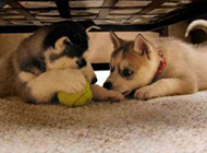 两只狗和小鸟。。