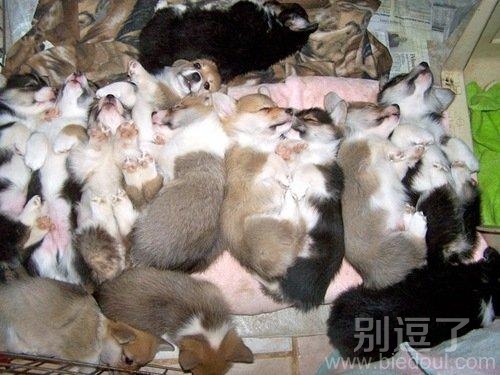 谁能数清有多少只
