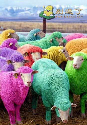 难道这就是传说中的七彩羊 难道这就是传说中的七彩羊