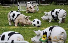 中国足球队有救了 中国足球队有救了