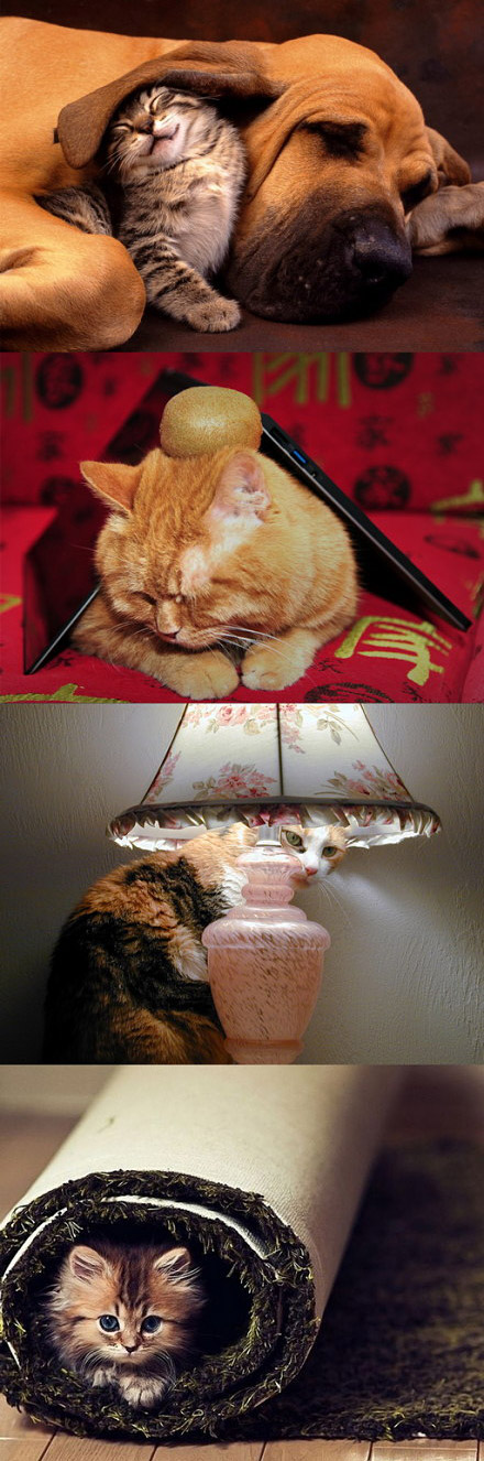 冬日里的猫咪洋溢着幸福的猫生。