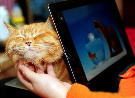 冬日里的猫咪洋溢着幸福的猫生。