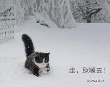 冬日里的猫咪洋溢着幸福的猫生。