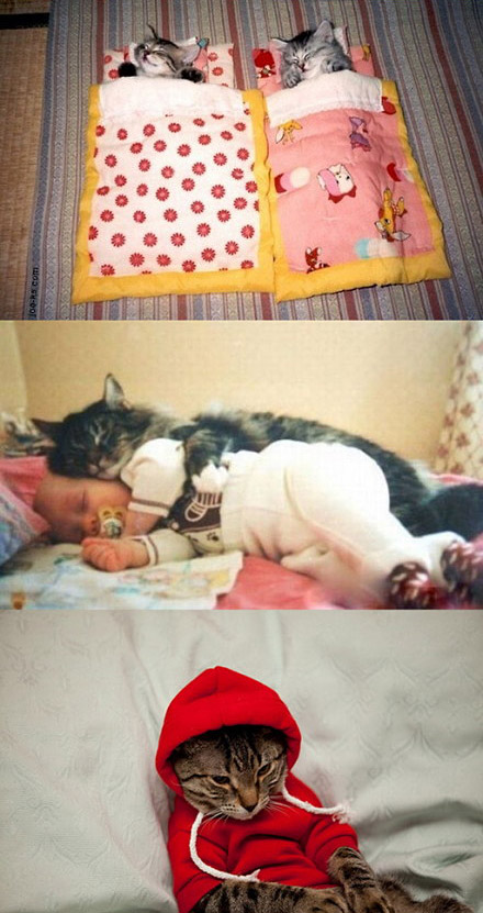 冬日里的猫咪洋溢着幸福的猫生。