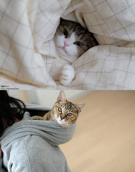 冬日里的猫咪洋溢着幸福的猫生。