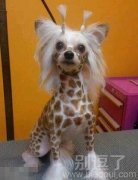 请叫我长颈鹿... 请叫我长颈鹿...