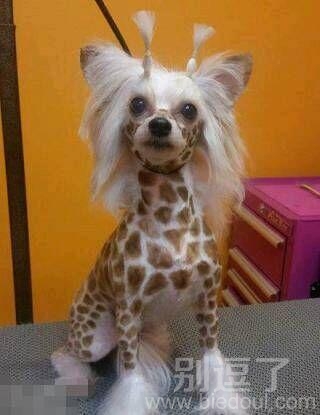 请叫我长颈鹿... 请叫我长颈鹿...