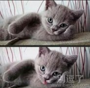 这是一只风骚的猫