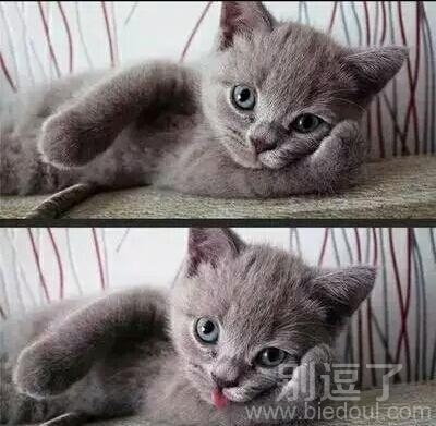 这是一只风骚的猫 这是一只风骚的猫