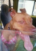 一只狗样人身的狗。