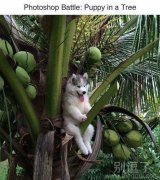 坐在树上的一只狗。 坐在树上的一只狗。