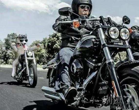 和狗一起赛车的大哥。 和狗一起赛车的大哥。