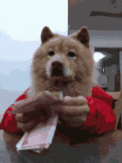 正在数钱的小狗。 正在数钱的小狗。