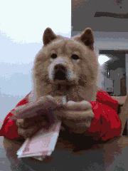 正在数钱的小狗。