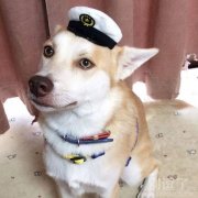 警犬是最帅的没有之一