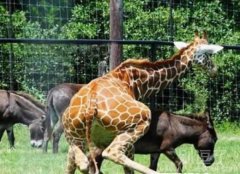 给我上，爱情是不在乎细节的