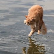 水上漂，猫儿也会哦