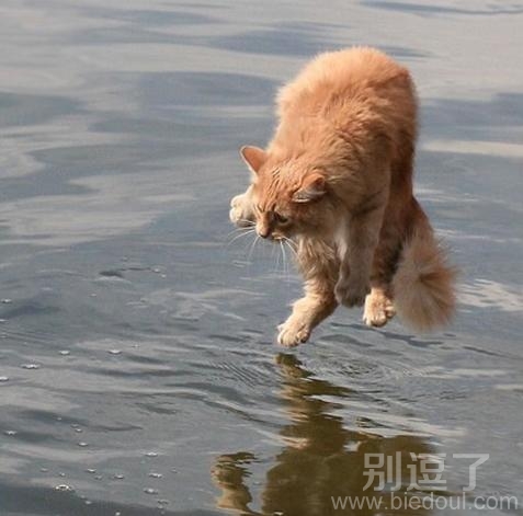 水上漂，猫儿也会哦
