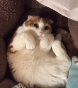 想偷拍这货的睡相，结果。。。