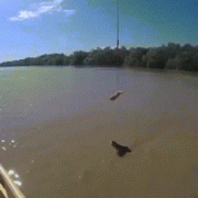 没事就钓钓鳄鱼玩