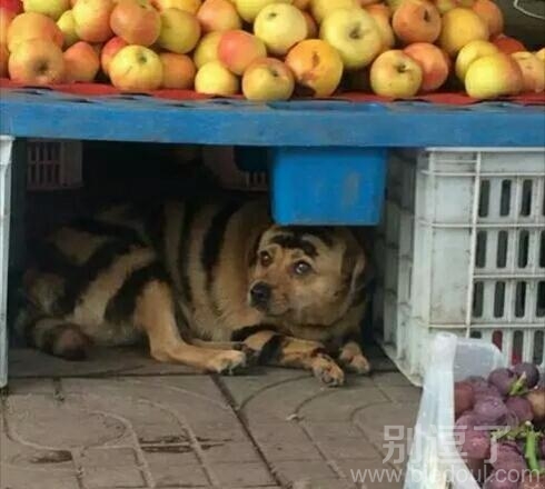 水果大哥的镇山法宝 水果大哥的镇山法宝