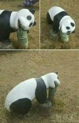 你家熊猫这样吃竹筒子？