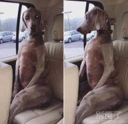 看你那样，跟条狗似的！