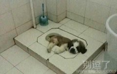 一只躺厕所的小屁狗。