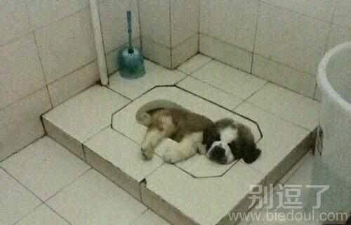 一只躺厕所的小屁狗。