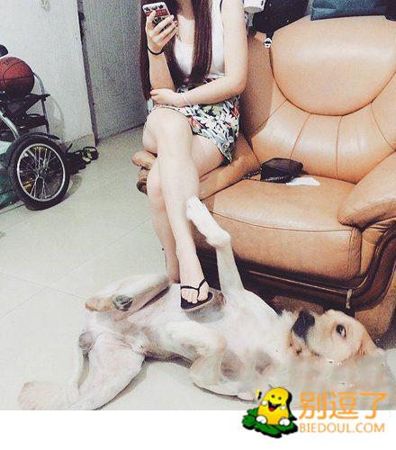 汪星人越来越通人性了，都学会了摸大腿了